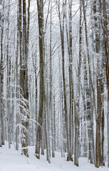 Fototapeta premium landscape in a winter beech forest