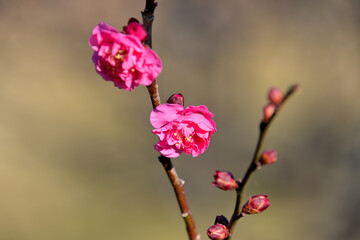 Obraz premium 八重咲きの紅梅（八重寒紅）