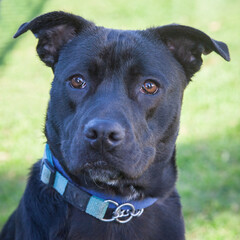 A clean and healthy dog looking to play with anyone who wants to join in.