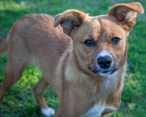 A clean and healthy dog looking to play with anyone who wants to join in.