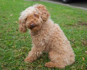 A clean and healthy dog looking to play with anyone who wants to join in.