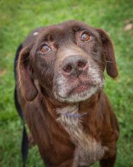 Obraz premium A clean and healthy dog looking to play with anyone who wants to join in.