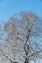 leafless branches on the tree covered with snow under the clear blue sky