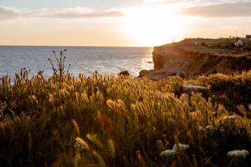 Tall grass grows on a cliff above the sea at sunset