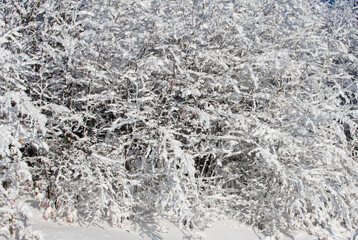 a close-up with the branches of a bush covered with snow