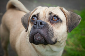 A clean and healthy dog looking to play with anyone who wants to join in.