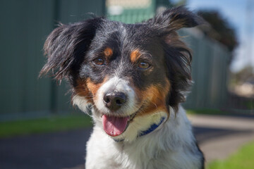 Fototapeta premium A clean and healthy dog looking to play with anyone who wants to join in.