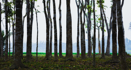 forest in the morning