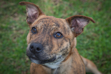 A clean and healthy dog looking to play with anyone who wants to join in.