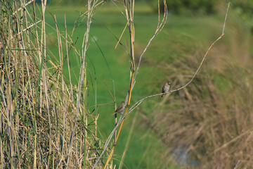 Sparrow