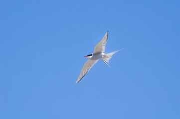 Arctic Tern (Sterna paradisaea) in Barents Sea coastal area, Russia