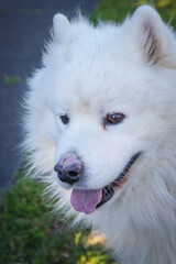 A clean and healthy dog looking to play with anyone who wants to join in.