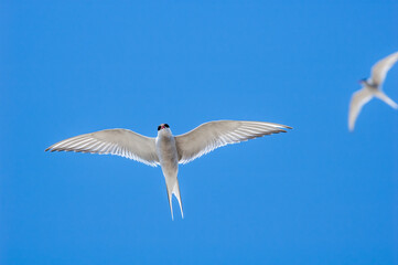 Arctic Tern (Sterna paradisaea) in Barents Sea coastal area, Russia