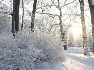 Winter landscape - a snow-covered park with beautiful trees, covered with hoarfrost. A Christmas...
