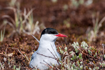 Arctic Tern (Sterna paradisaea) at nest in Barents Sea coastal area, Russia