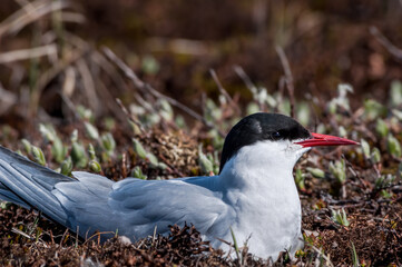 Arctic Tern (Sterna paradisaea) at nest in Barents Sea coastal area, Russia