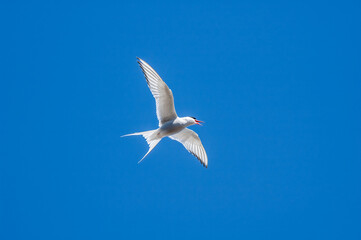 Arctic Tern (Sterna paradisaea) in Barents Sea coastal area, Russia