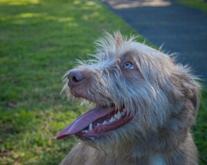 A clean and healthy dog looking to play with anyone who wants to join in.