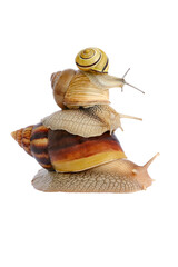 Achatina fulica, giant snail on a white background. different types of snails. Large African snail Achatina, Grape snail and small striped snail. Achatina snail baby close up. snail Achatina fulica.