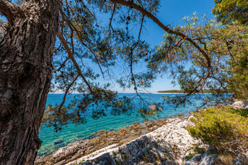 View of the rocky beach through the pine branches, Kamenjak, Croatia