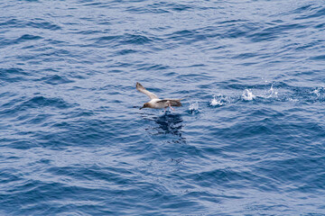 Fototapeta premium Light-mantled Albatross (Phoebetria palpebrata) in South Atlantic Ocean, Southern Ocean, Antarctica