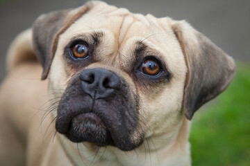 A clean and healthy dog looking to play with anyone who wants to join in.