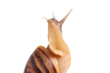 Giant African snail Achatina on white background. Achatina snail baby close up. Tropical snail Achatina fulica with shell.
