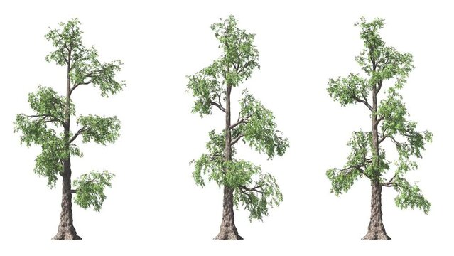 Isolated 3D realistic taxodium tree on the wind, White background with transparent cut-out animation and alpha channel.