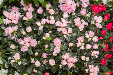 Indian Azalea (Rhododendron simsii) in greenhouse