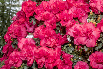 Fototapeta premium Indian Azalea (Rhododendron simsii) in greenhouse
