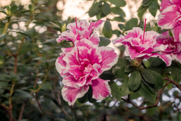 Indian Azalea (Rhododendron simsii) in greenhouse