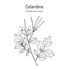 Greater Celandine Chelidonium majus , medicinal plant