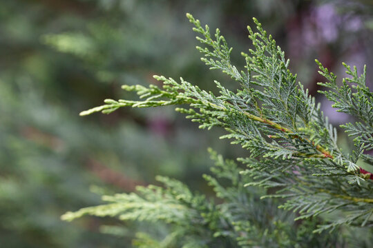 Cupressus macrocarpa or Hesperocyparis macrocarpa, Monterey cypress