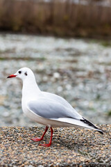 one black headed gull standing on stones in the water and reflecting in the water surface