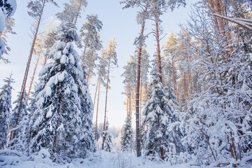 Winter forest. Spruces and pines covered with snow. Blue sky, sunshine.