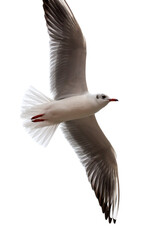 Naklejka premium Herring Gull, Larus argentatus, flying against white background