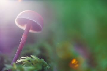 A mushroom containing psilocybin grows in the forest. Low contrast image in backlight. Selective...