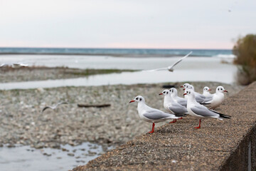 three black headed gull standing on stones in the water and reflecting in the water surface