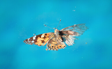 Fototapeta na wymiar Drowned butterfly in a swimming pool
