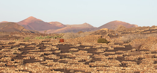 Dusty landscape, the grapevines on Lanzarote island