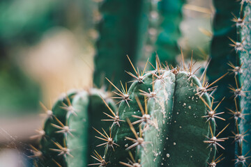 Real nature beauty background. Close-up Dark green oblong cactus prickly yellow needles. Floral concept, decoration, plant breed class, loneliness conflict difficult character situation, sharp joke