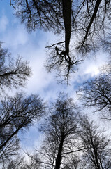 Winterhimmel im Wald