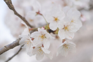 Obraz premium ソメイヨシノの桜の花が満開 春のお花見スポット 日本九州福岡県久留米市