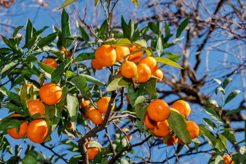 Mandarin (Citrus reticulata) in orchard, Abkhazia