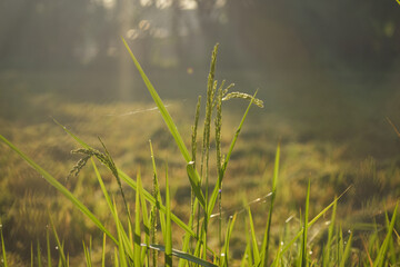 Rice field