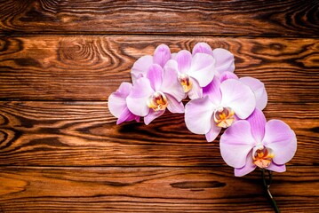 A branch of purple orchids on a brown wooden background
