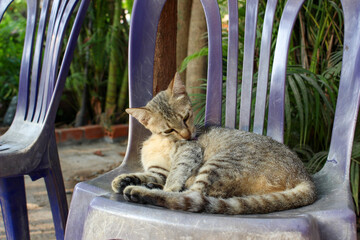 紫の椅子の上で毛繕いをする縞模様の猫