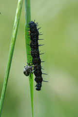 Vertical closeup on a nymph Forest bug, Pentatoma rufipes, killing a caterpillar of the Peacock butterfly , Inachis io