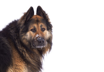 A homeless old dog looks at the camera.A stray dog with a sad look.