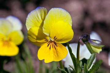 Heartsease (Viola tricolor) in garden